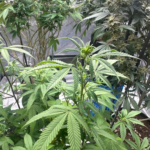 BBE growlog timeline photo