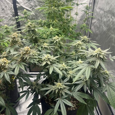 BCF growlog timeline photo