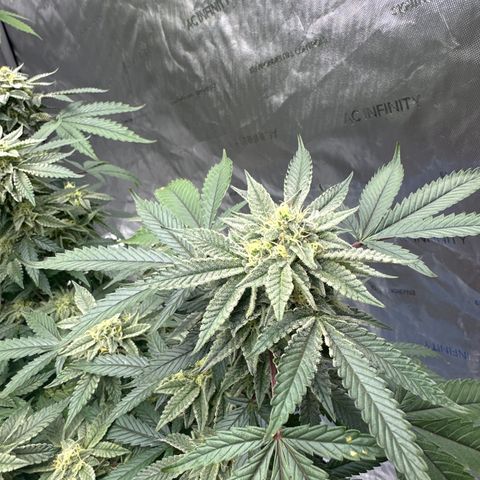 BCF growlog timeline photo