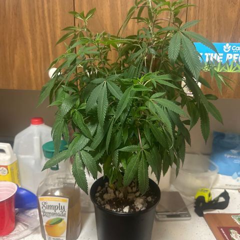 SR growlog timeline photo