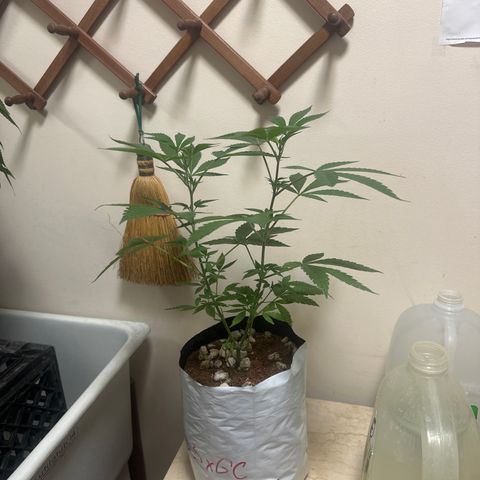 GSxGC growlog timeline photo