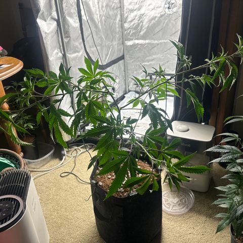 FG1 growlog timeline photo