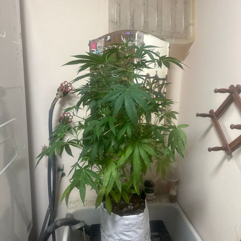 GC3 growlog timeline photo