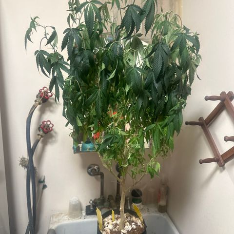 JD2 growlog timeline photo