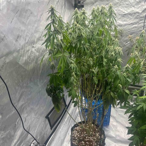 TJ #5 growlog timeline photo