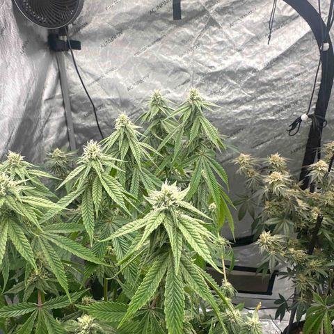 TJ #5 growlog timeline photo