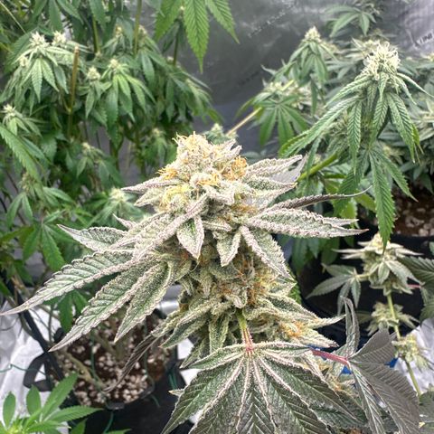 PY growlog timeline photo