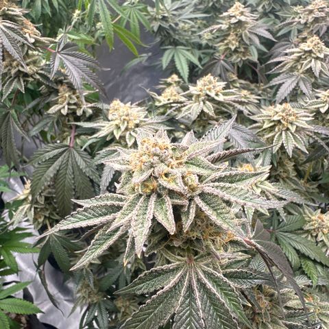 PY growlog timeline photo