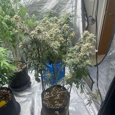 PY growlog timeline photo
