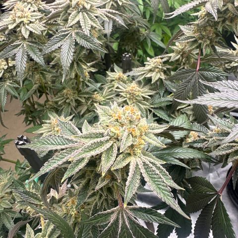 PY growlog timeline photo