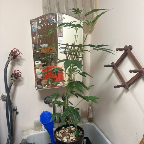 FG2 growlog timeline photo
