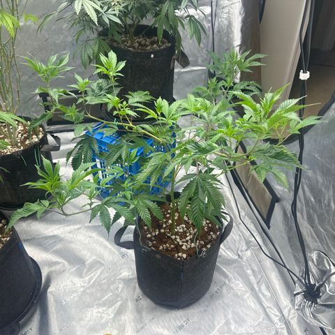 FG1 growlog timeline photo