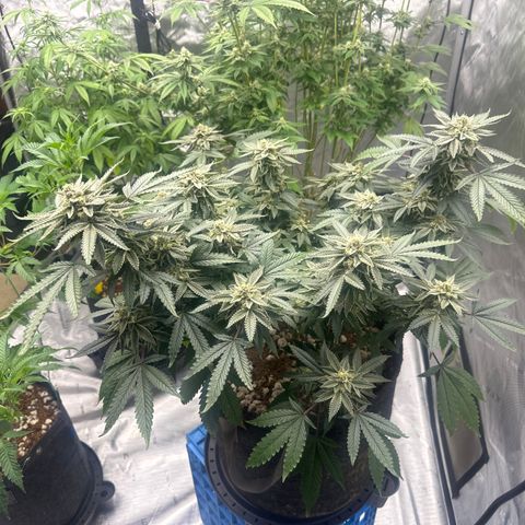 BCF growlog timeline photo