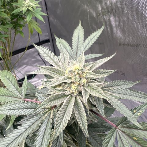 BCF growlog timeline photo