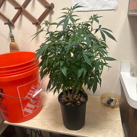 SR growlog timeline photo