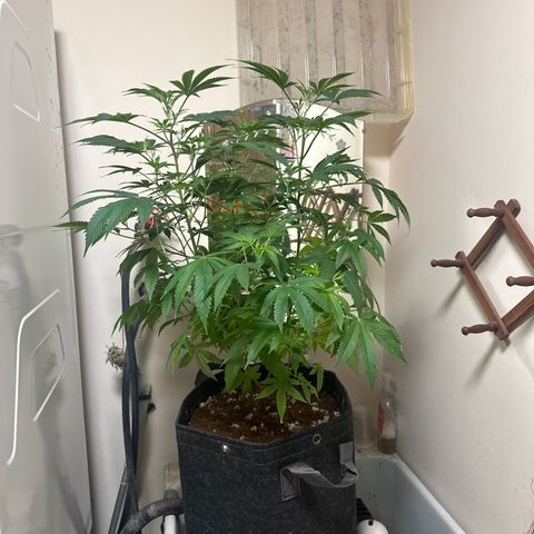 GC3 growlog timeline photo