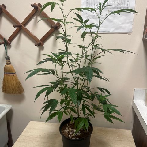 HS2 growlog timeline photo