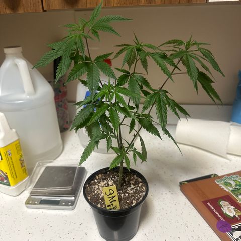 SF growlog timeline photo