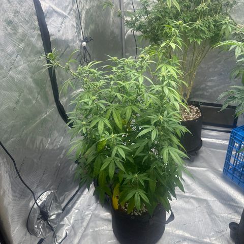 BBE growlog timeline photo