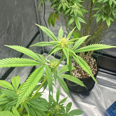 BBE growlog timeline photo