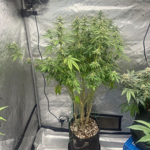 TJ #5 growlog timeline photo