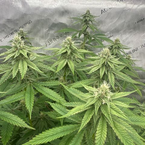 TJ #5 growlog timeline photo