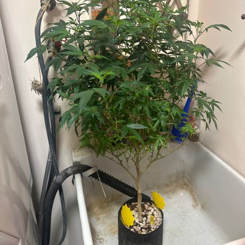 JD2 growlog timeline photo