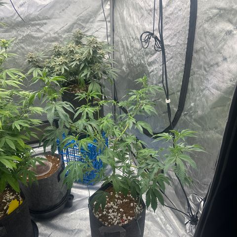 FG1 growlog timeline photo
