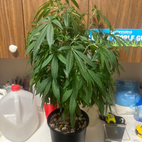 SR growlog timeline photo