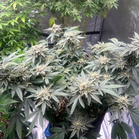 BCF growlog timeline photo