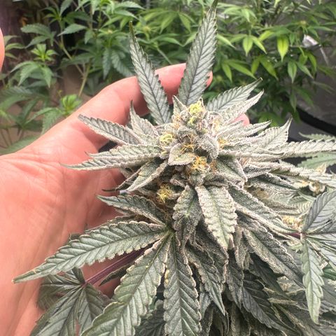 BCF growlog timeline photo