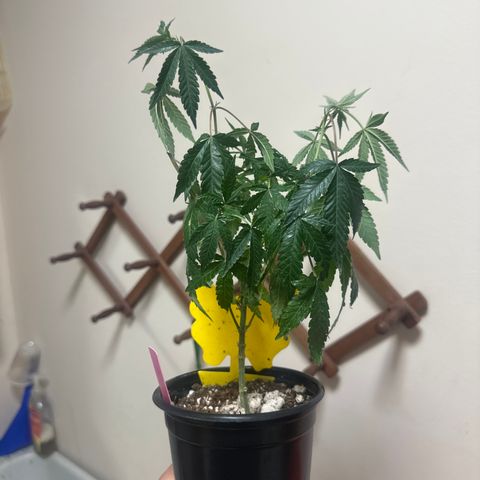 KK growlog timeline photo