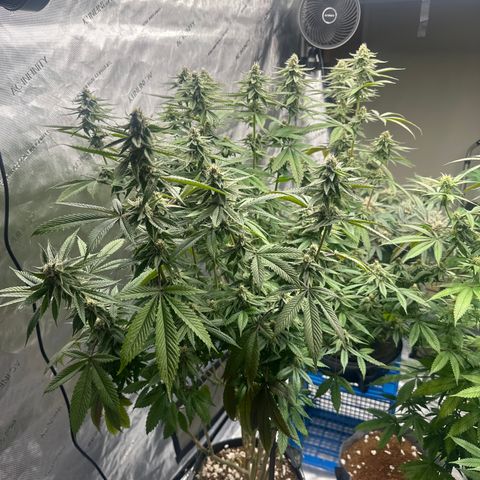 TJ #5 growlog timeline photo