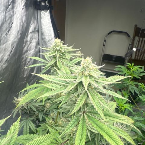 TJ #5 growlog timeline photo