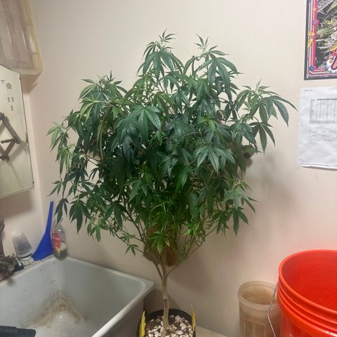 JD2 growlog timeline photo