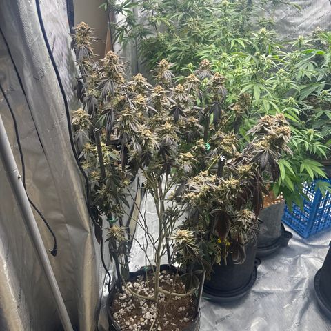 PY growlog timeline photo