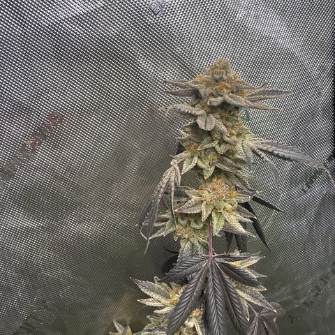 PY growlog timeline photo