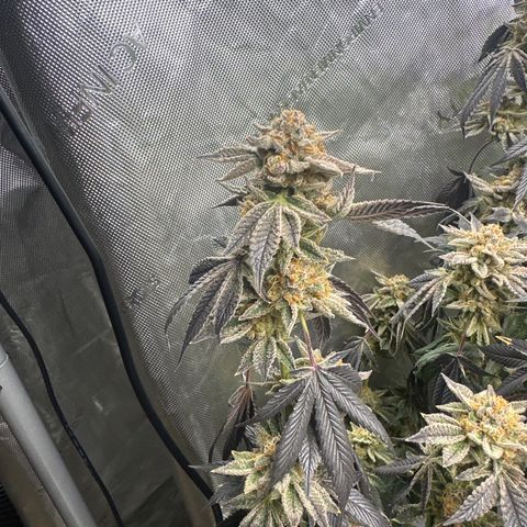 PY growlog timeline photo