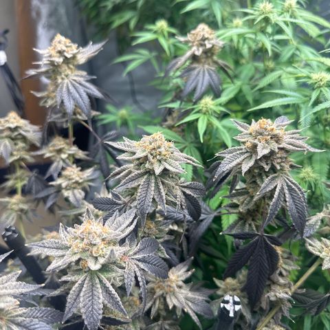 PY growlog timeline photo