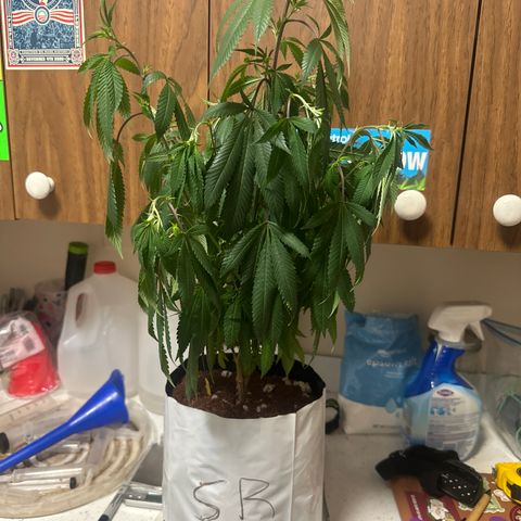 SR growlog timeline photo