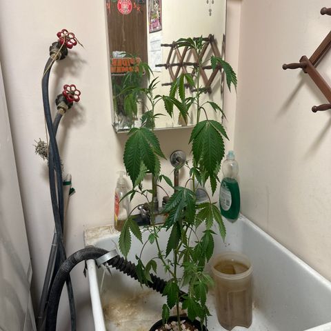 FG2 growlog timeline photo
