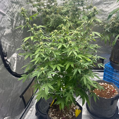 BBE growlog timeline photo
