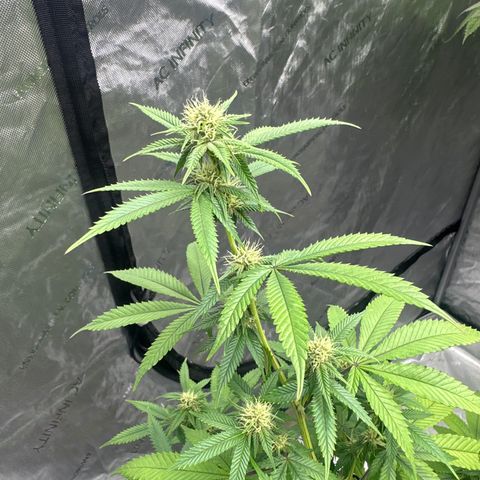 BBE growlog timeline photo