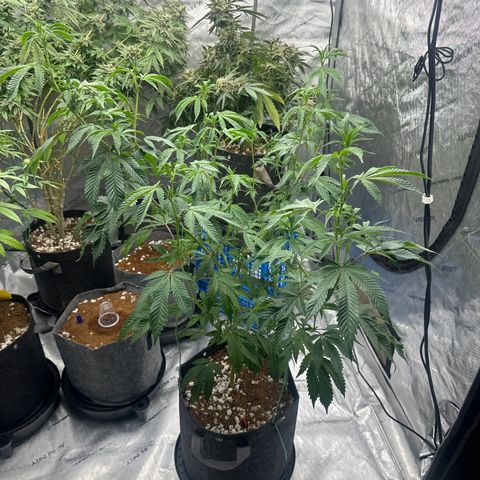 FG1 growlog timeline photo
