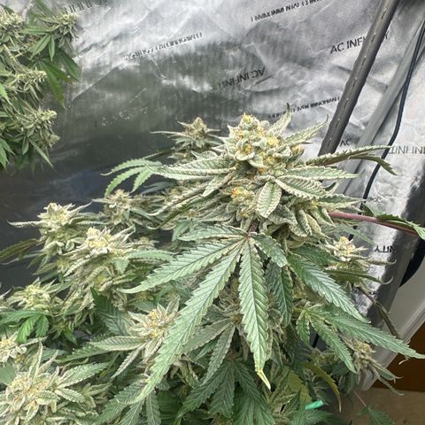 BCF growlog timeline photo