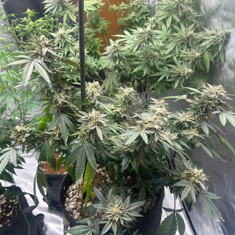 BCF growlog timeline photo