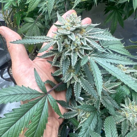 BCF growlog timeline photo