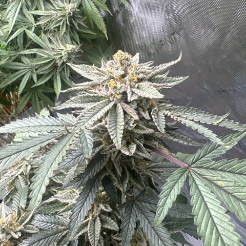 BCF growlog timeline photo