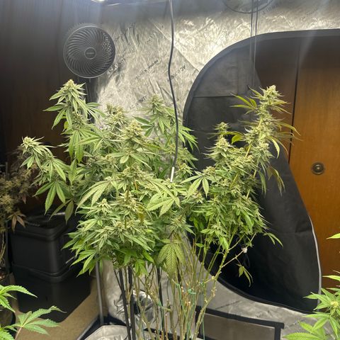 TJ #5 growlog timeline photo