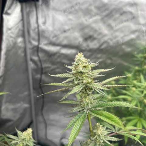 TJ #5 growlog timeline photo